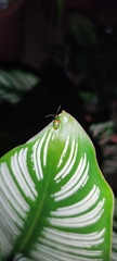 Diabrotica speciosa