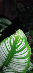 Diabrotica speciosa