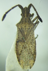 Coriomeris scabricornis