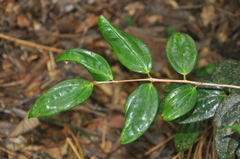 Satyria warszewiczii