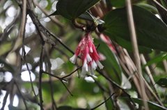 Satyria warszewiczii