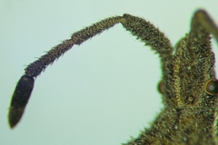 Coriomeris scabricornis