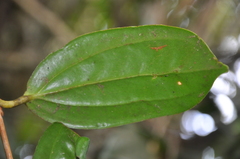 Satyria warszewiczii