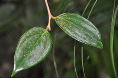 Satyria warszewiczii