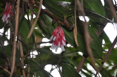 Satyria warszewiczii