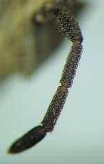 Coriomeris scabricornis