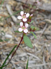 Levenhookia murfetii