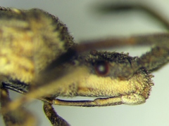 Coriomeris scabricornis