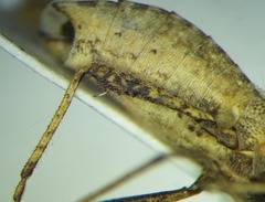 Coriomeris scabricornis