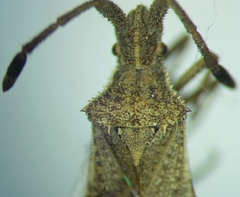 Coriomeris scabricornis