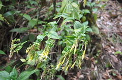 Lisianthius seemannii