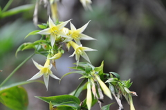 Lisianthius seemannii