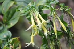 Lisianthius seemannii