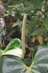 Image of Anthurium curvispadix