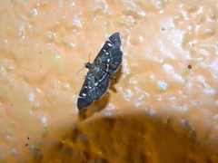 Diathrausta
