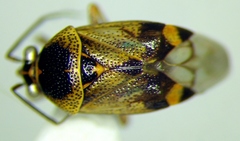 Deraeocoris serenus