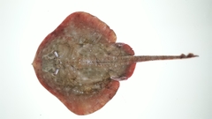 Psammobatis scobina