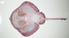 Psammobatis scobina
