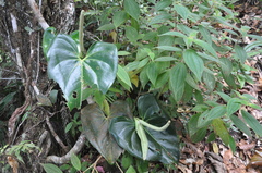 Anthurium curvispadix