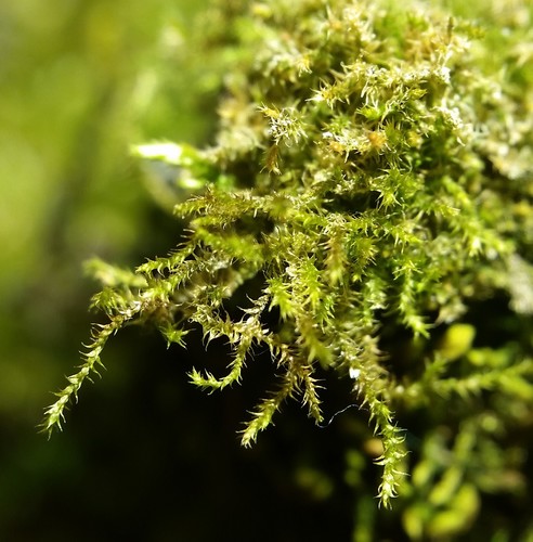 hispid campylium moss (Campylium hispidulum)