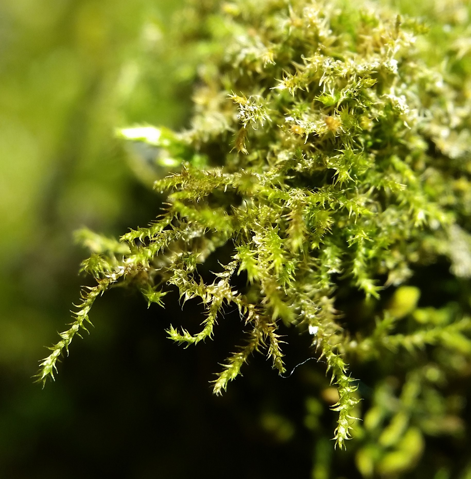 Campylophyllum hispidulum