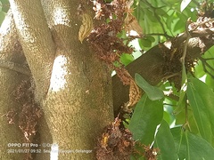 Cynometra cauliflora