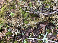 Tuckermanopsis subalpina
