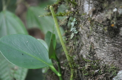 Peperomia obtusifolia