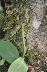 Peperomia obtusifolia