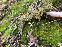 Tuckermanopsis subalpina