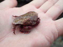 Eurynolambrus australis