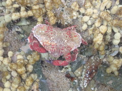 Eurynolambrus australis