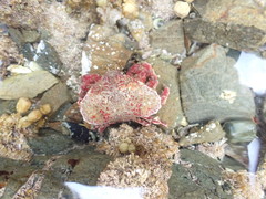 Eurynolambrus australis