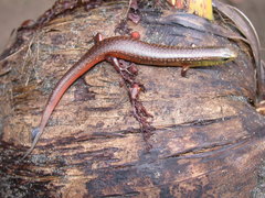 Diploglossus bilobatus