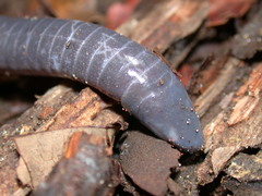 Gymnopis multiplicata