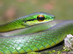 Cope's Parrot Snake photo 5