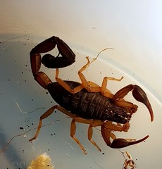 Centruroides edwardsii