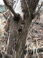 Acer negundo violaceum