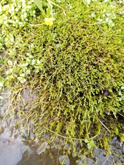 Crassula sinclairii