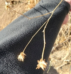 Bebbia juncea aspera