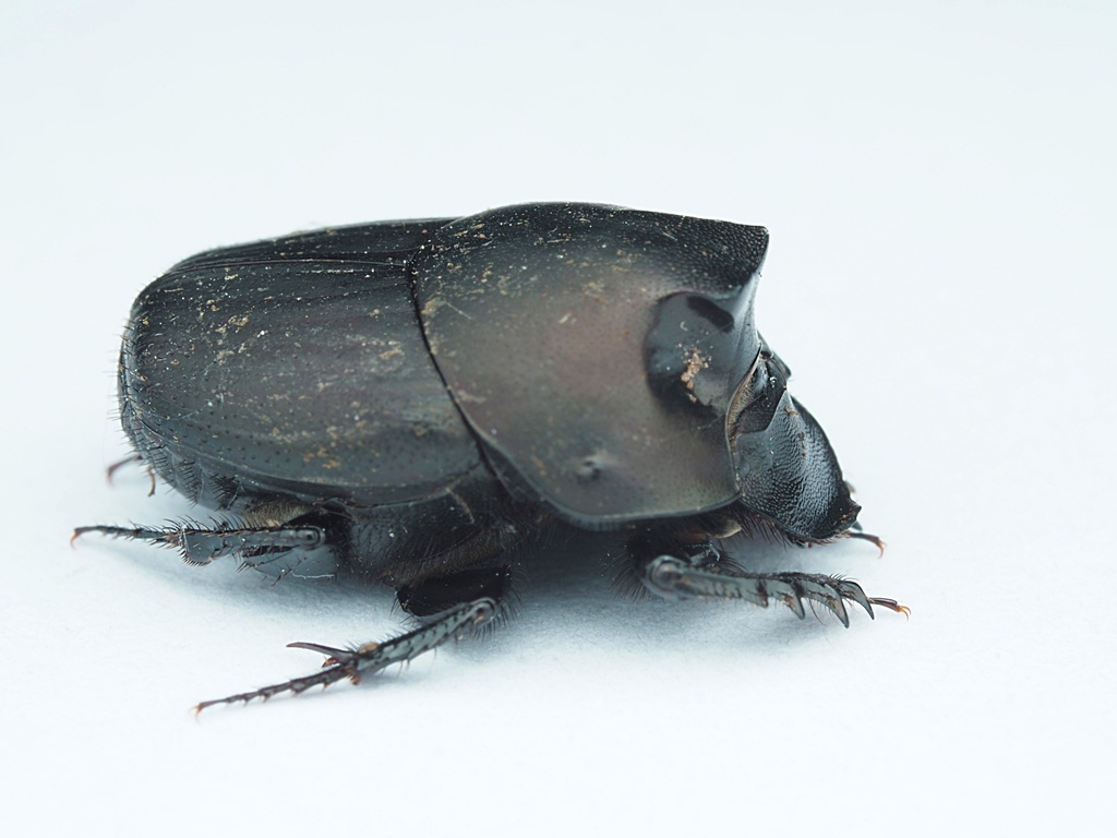 Onthophagus binodis