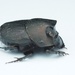 Onthophagus binodis - Photo (c) Tom, algunos derechos reservados (CC BY), subido por Tom