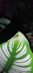Diabrotica speciosa
