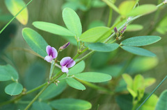 Lespedezinae