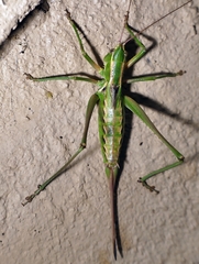 Metaballus brevipennis