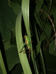 Conocephalus exemptus