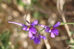 Delphinium halteratum