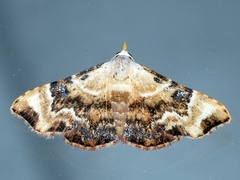 Corgatha molybdophaes