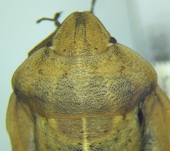 Eurygaster integriceps