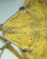 Eurygaster integriceps